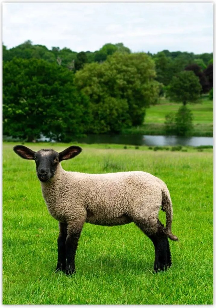 Poszterek 70x100 Juh legeltetés Bárányok Juhok