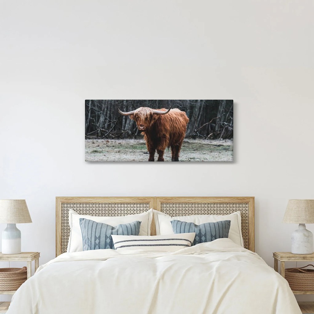 Kép - Skót tehén 2 (120x50 cm)