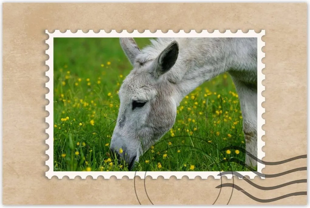 Poszterek 90x60 Dardanellák szamara