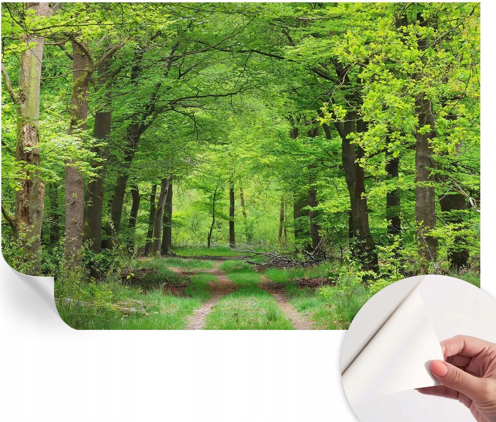 Öntapadós tapéta Divatos 3D fali ragasztóval Erdei ösvény 152x104 cm