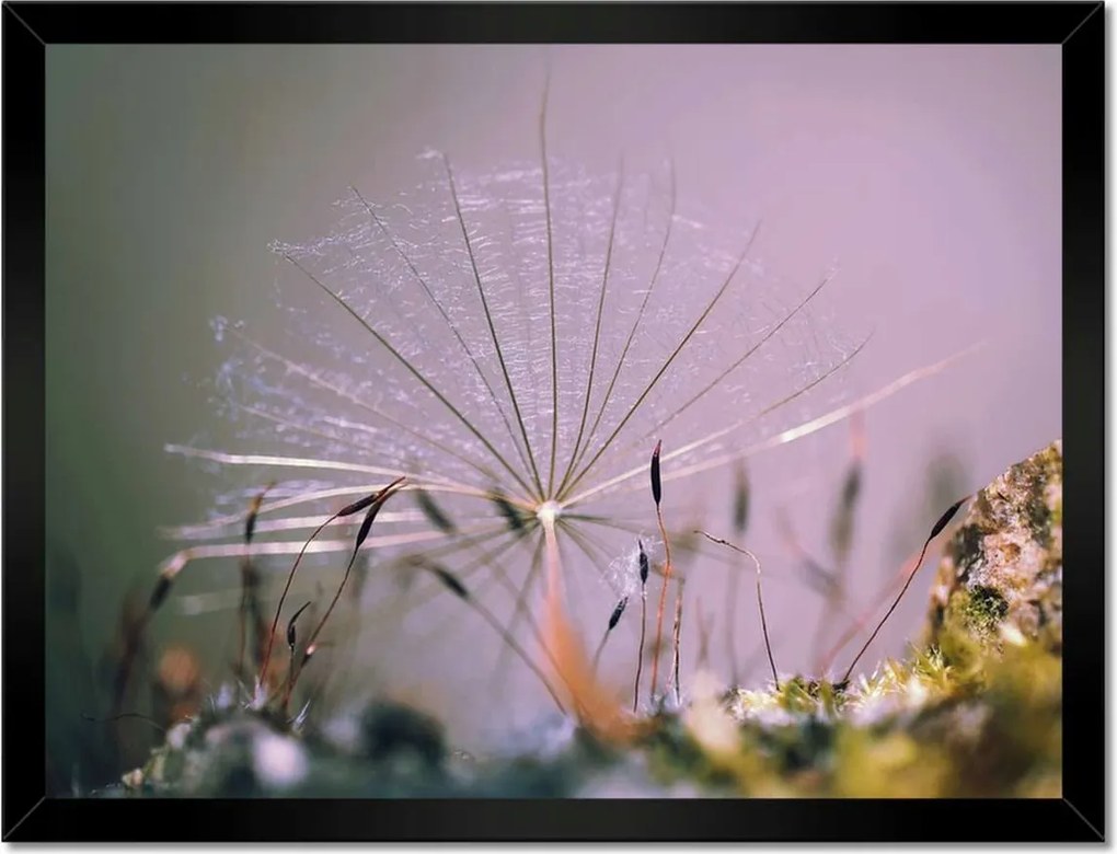 Poszterek keretben 40x30 Pitypang pitypang