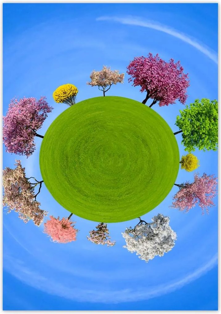 Poszterek 70x100 Fa Kilátás