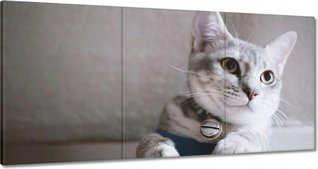 Vászonkép 180x90 Cica