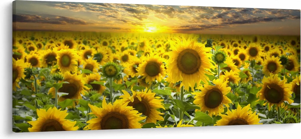 Kép - Napraforgók naplementében (120x50 cm)