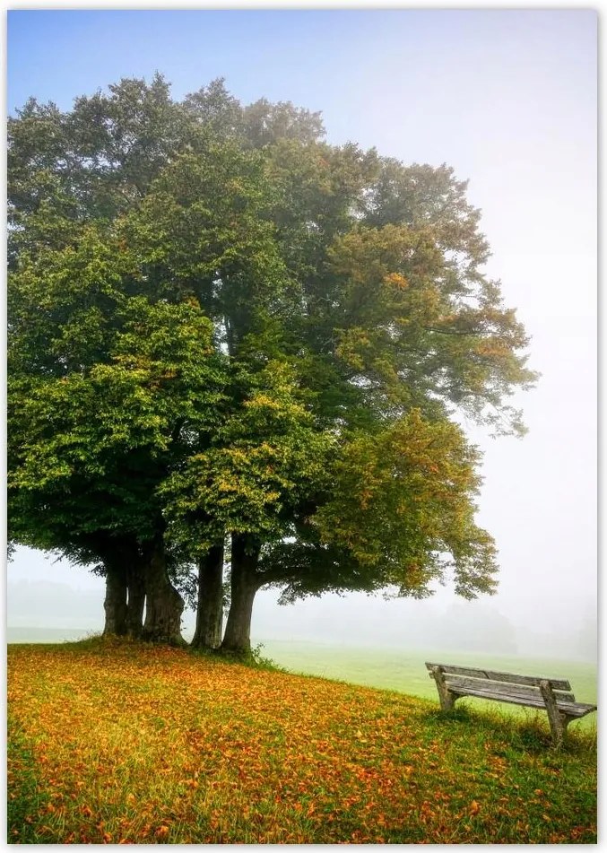 Poszterek A4 Pion Tájkép paddal Fa