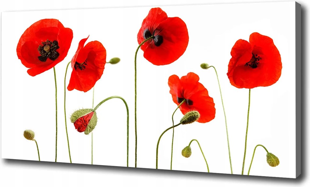 Vászonkép modern Pipacsok 120x60 cm