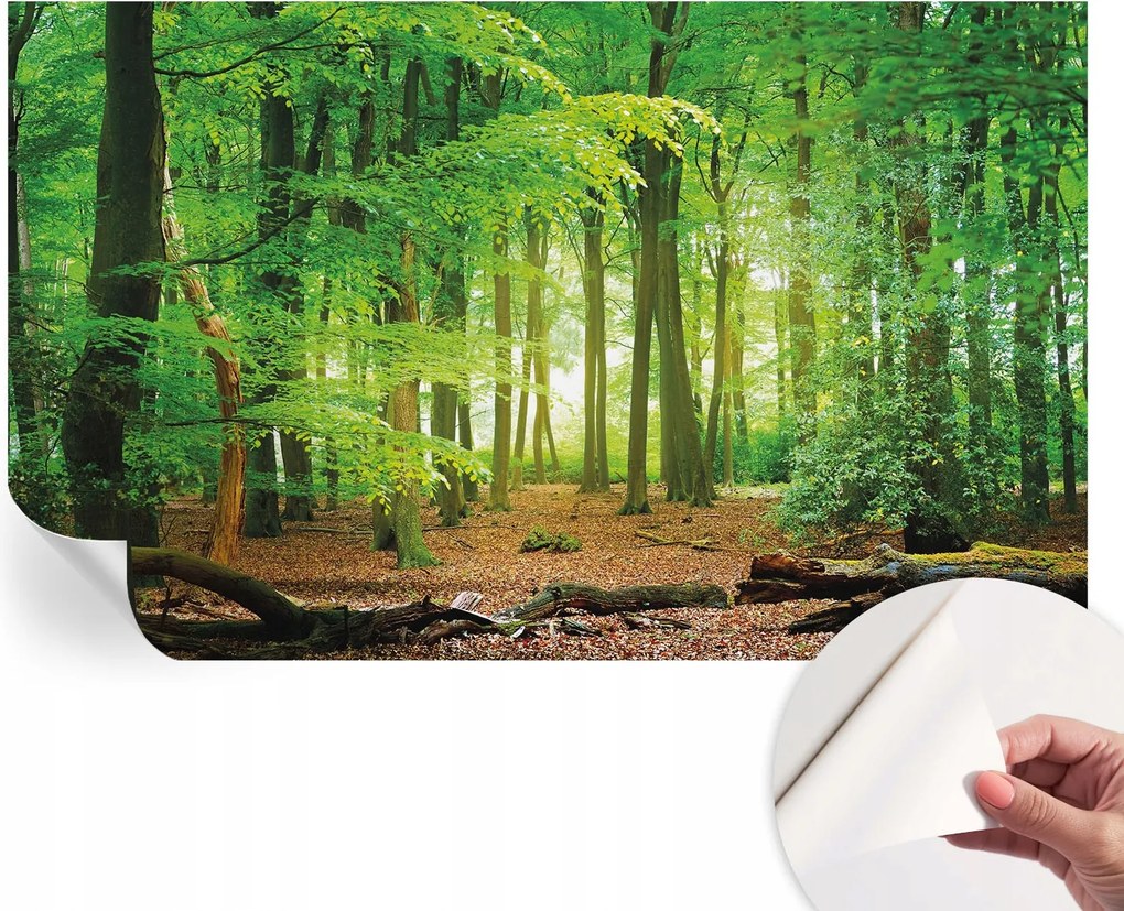 Öntapadós Dekoratív Fotótapéta Hálószobába Zöld erdő 416x254 cm