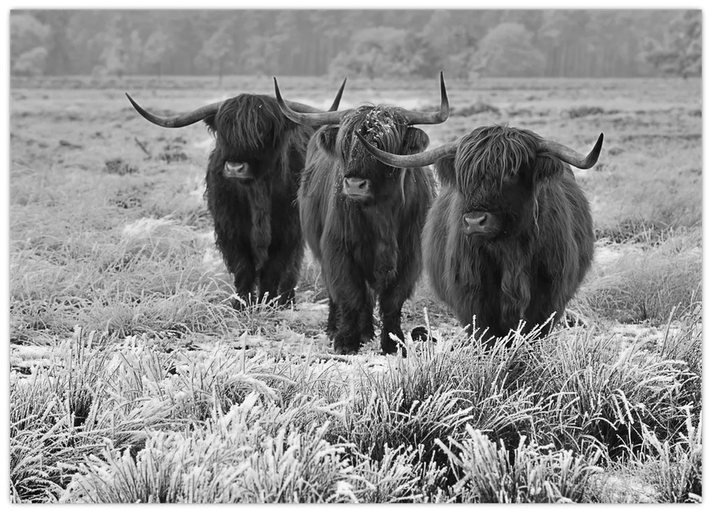 Üveg kép - Skót tehenek (70x50 cm)