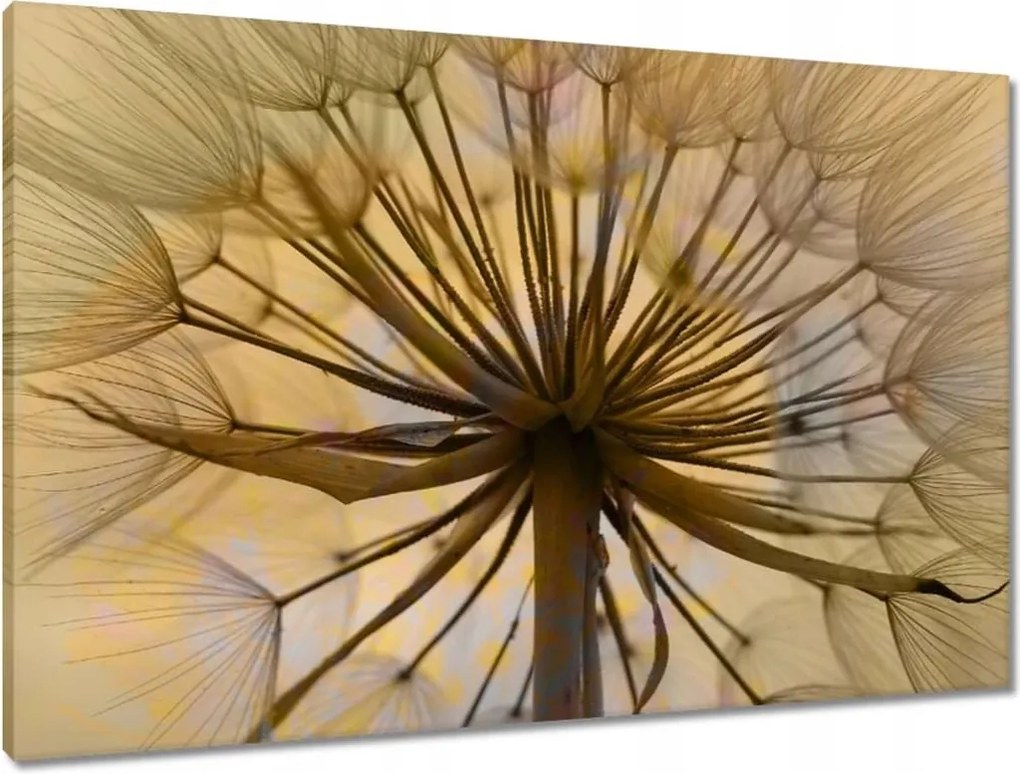 Vászonkép 90x60 Pitypang Virág Virágok