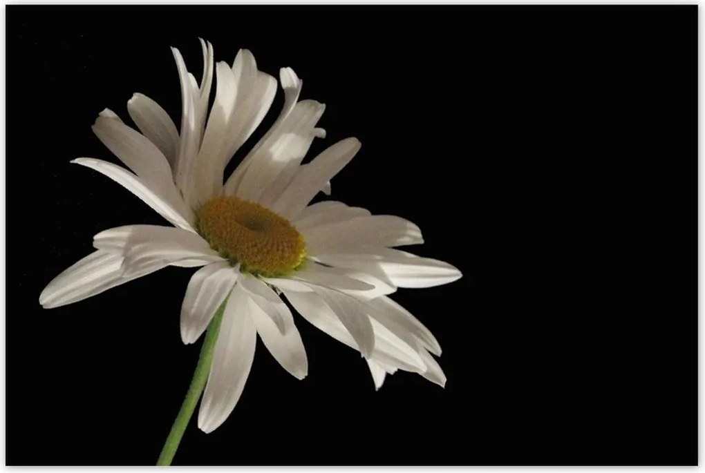 Poszterek 120x80 Fehér kamilla virág