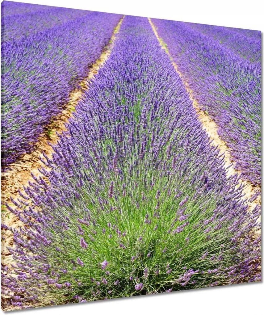 Vászonkép 90x90 Levendula