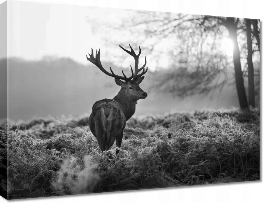 Vászonkép 70x50 Szarvas a rikkancson