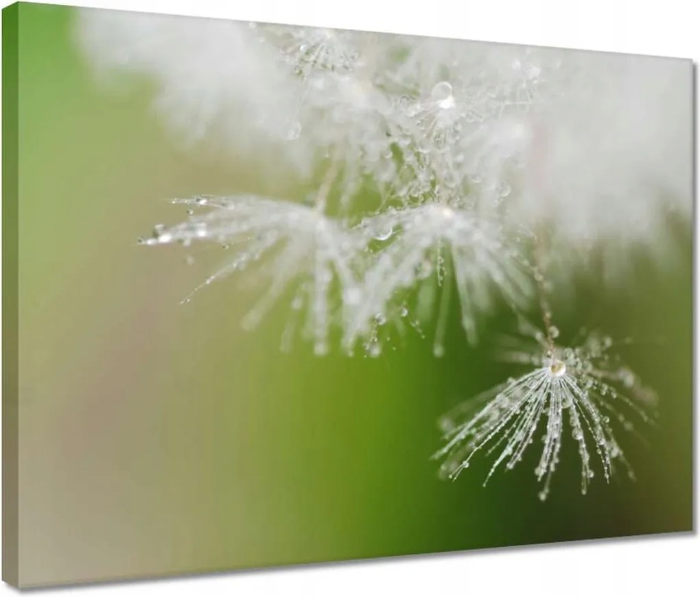 Vászonkép 40x30 Pitypang Virág Virágok