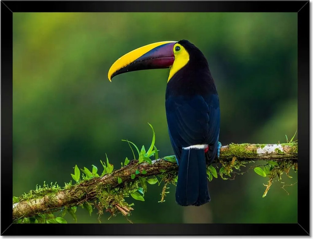 Poszterek keretben 40x30 Madarak