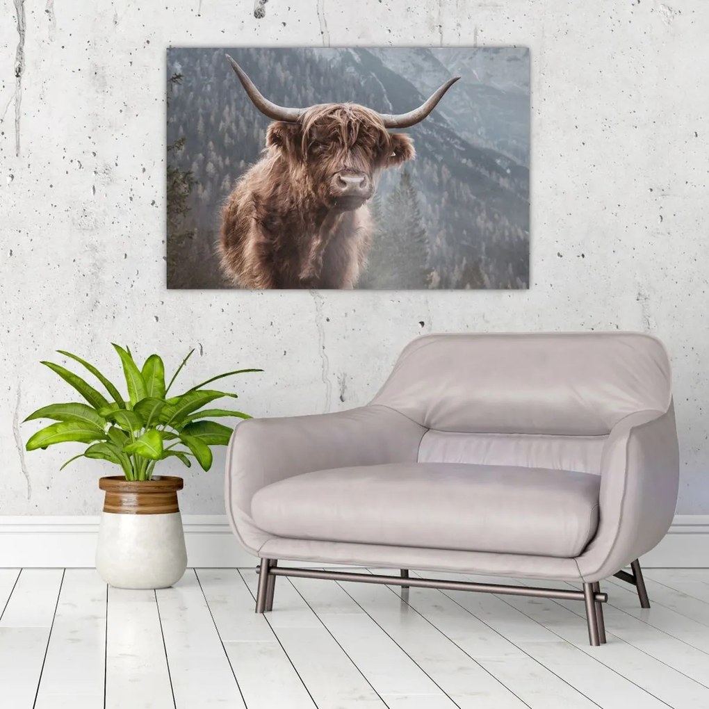 Kép - Highlander tehén (90x60 cm)