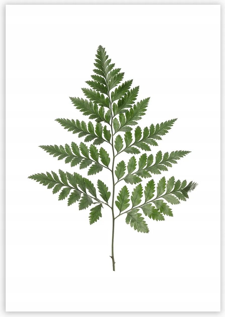 Dekoria Fern Green poszter