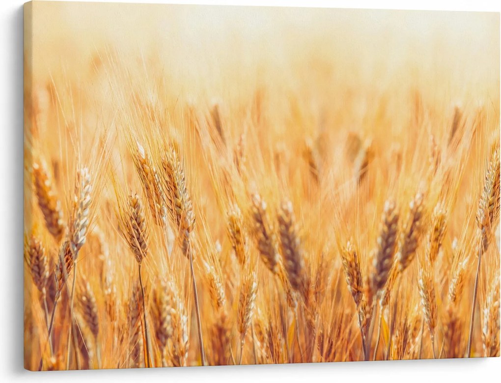 Kép - mező gabonával (70x50 cm)