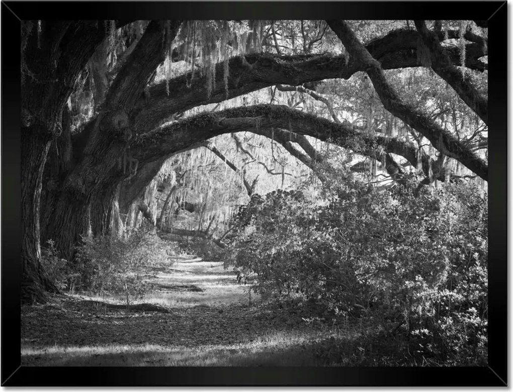 Poszterek keretben 40x30 Tölgyek a parkban