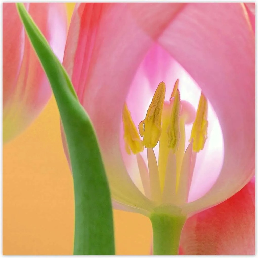 Poszterek 100x100 Rózsaszín tulipánok