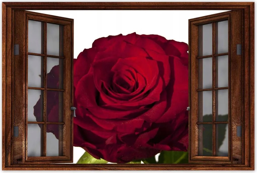 Poszter 60x40 Vörös rózsa fehér között