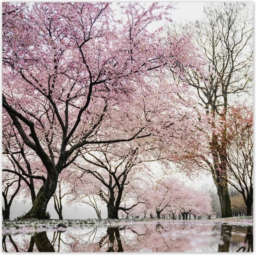 Poszterek 30x30 Fa Fák Kilátás