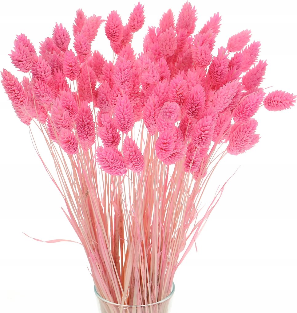 Szárított Phalaris rózsaszín csokor 80 db kanári szárított virágok
