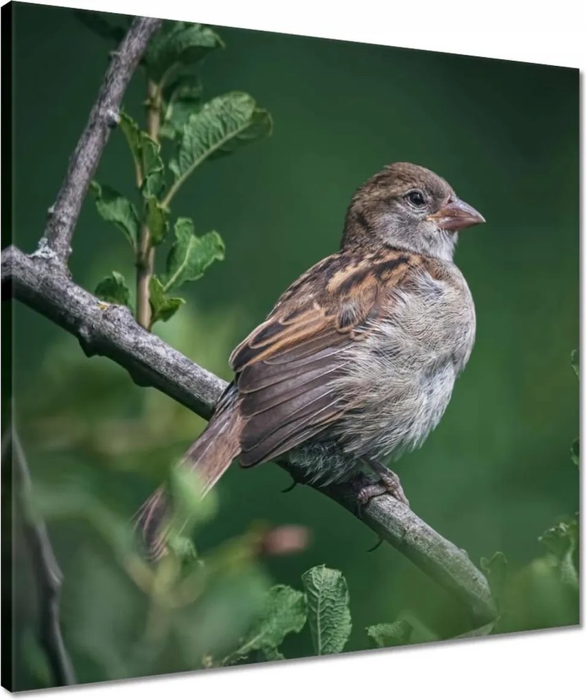 Vászonkép 50x50 A hétköznapi is lehet szép