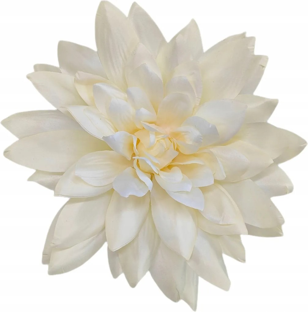 Dália termék nagy 6db '12 sötét krémszínű