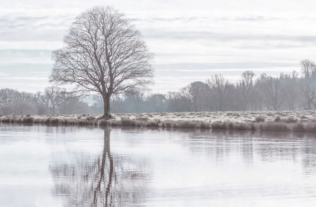 Poszter 91,5x60cm Fa tükröződése a tóban, Assaf Frank