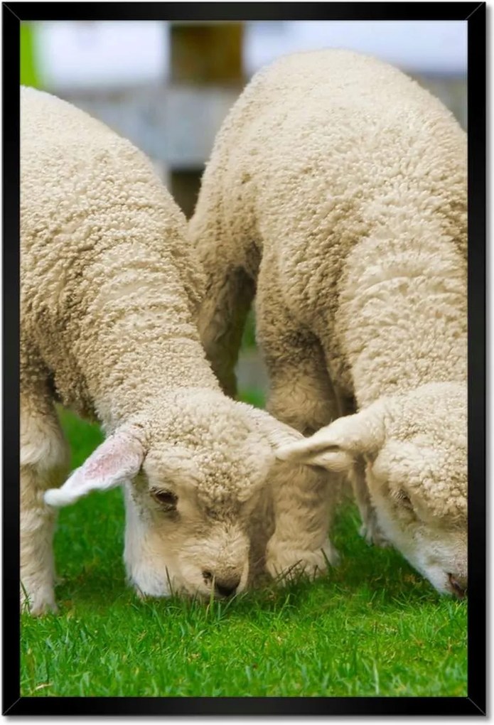 Poszterek keretben 40x60 Gyapjú barátok