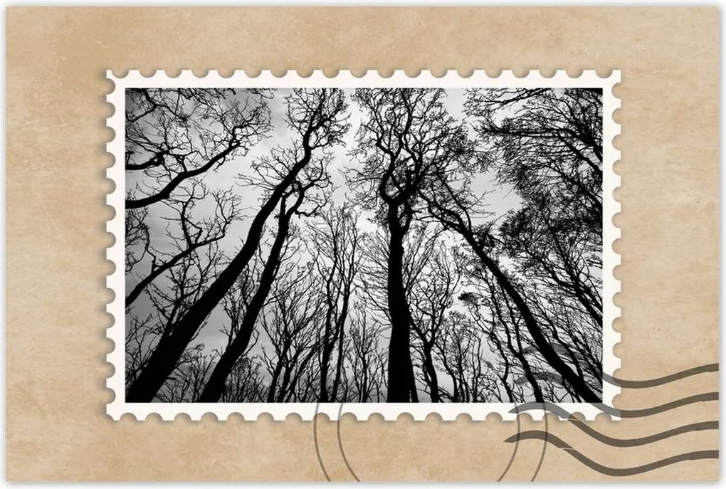 Poszterek 90x60 Erdő Fák Kilátás alulról