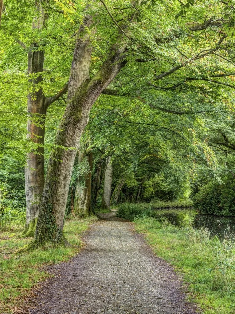 Poszter 60x80cm Ösvény a Basingstoke csatorna mentén, Assaf Frank