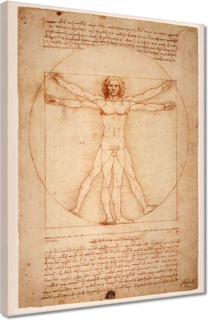 Vászonkép 30x40 Da Vinci, a vitruviusi ember
