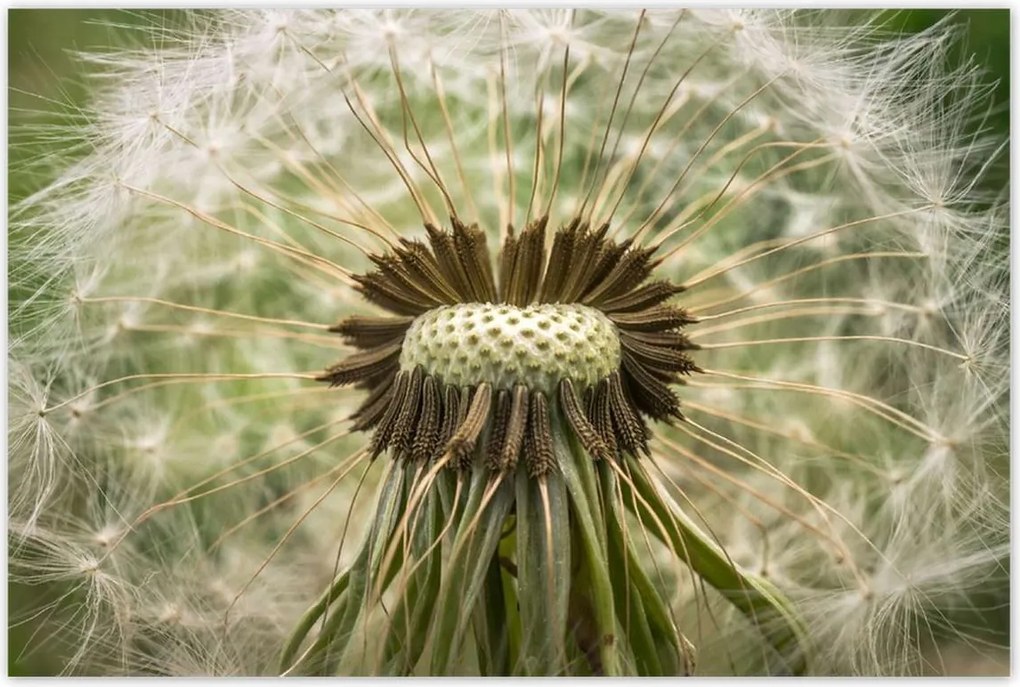 Poszterek 120x80 Pitypang Virág Virágok