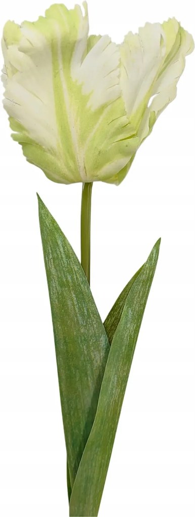 Tulipán papagáj nagy krémzöld (sp)