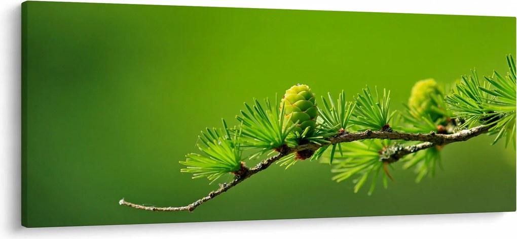 Zöld fenyőtoboz képe (120x50 cm)