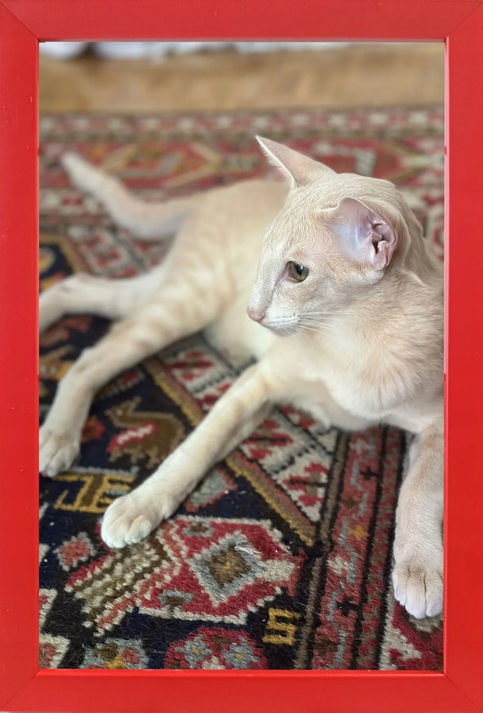 Kész képkeret, álló és akasztható, 15 piros fa, 15x23 cm