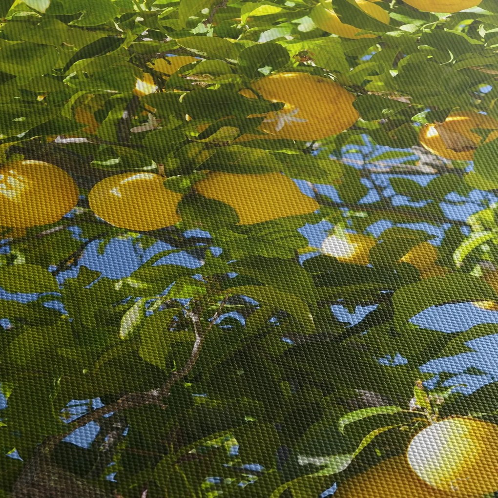 Kép - Citromfa (70x50 cm)
