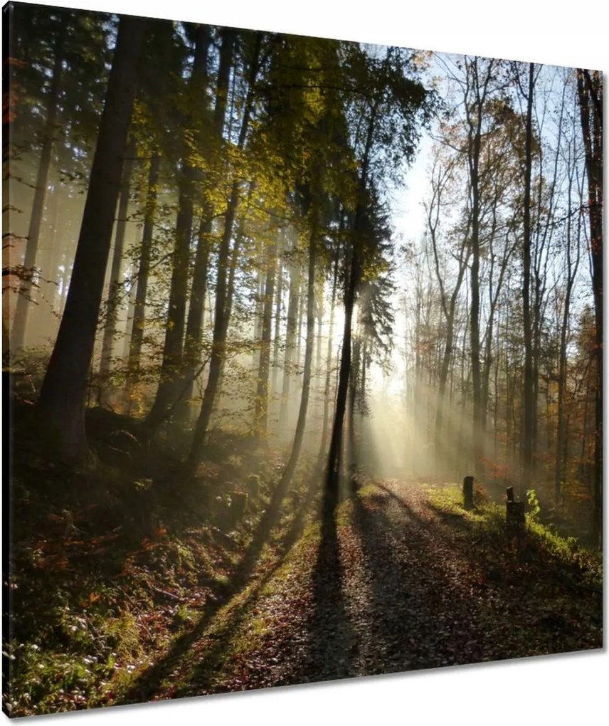 Vászonkép 80x80 Napfelkelte az erdőben