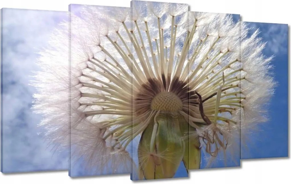 Vászonkép 100x60 Pitypang Virág Virágok