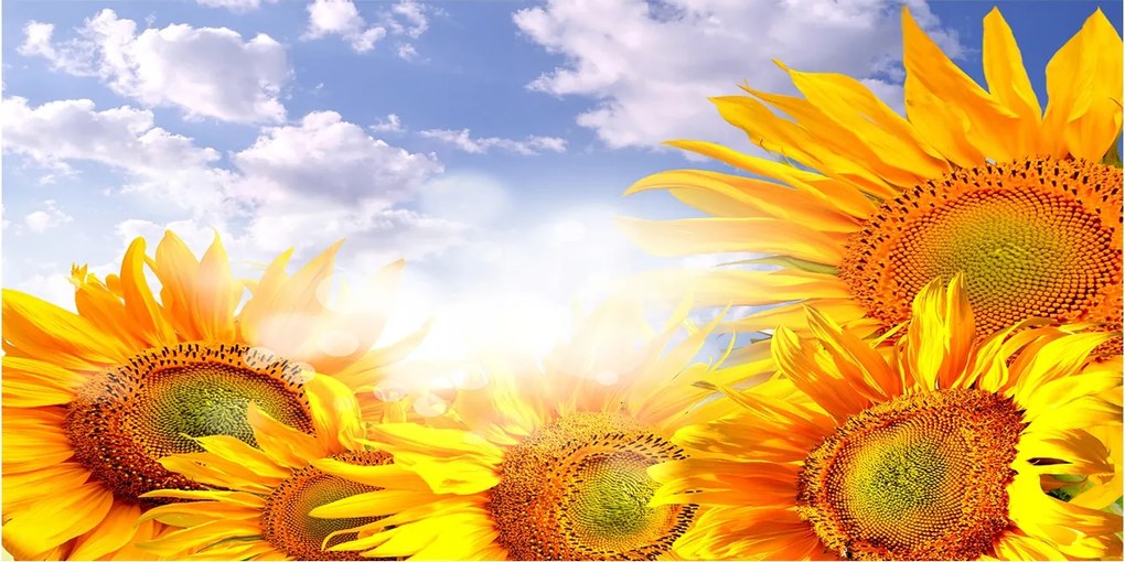 Fotó kép edzett üveg Napraforgók 140x70