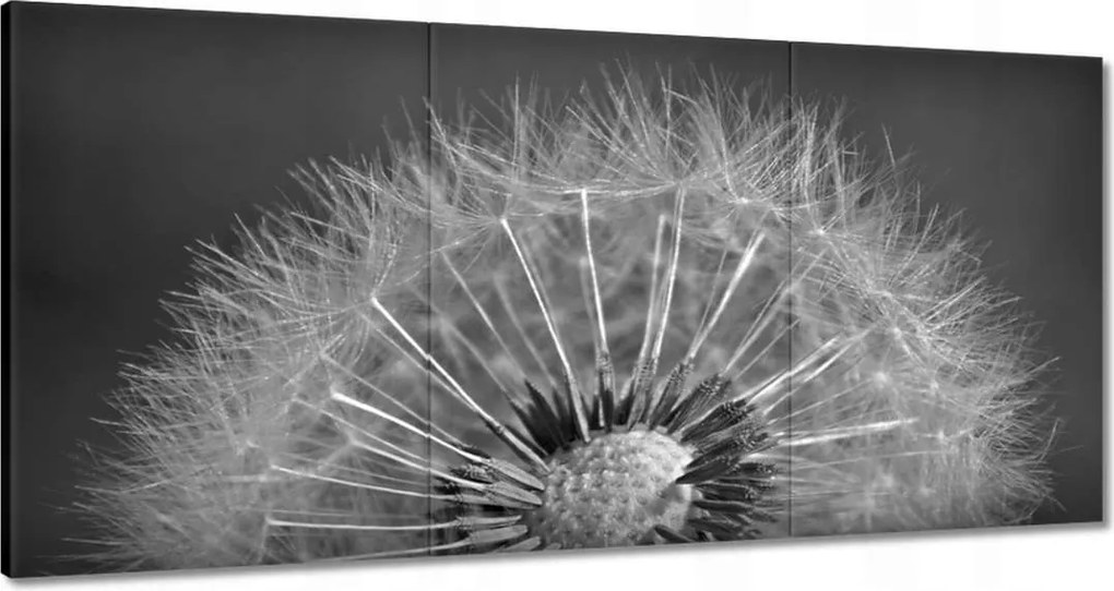 Vászonkép 120x60 Pitypang Virág Virágok