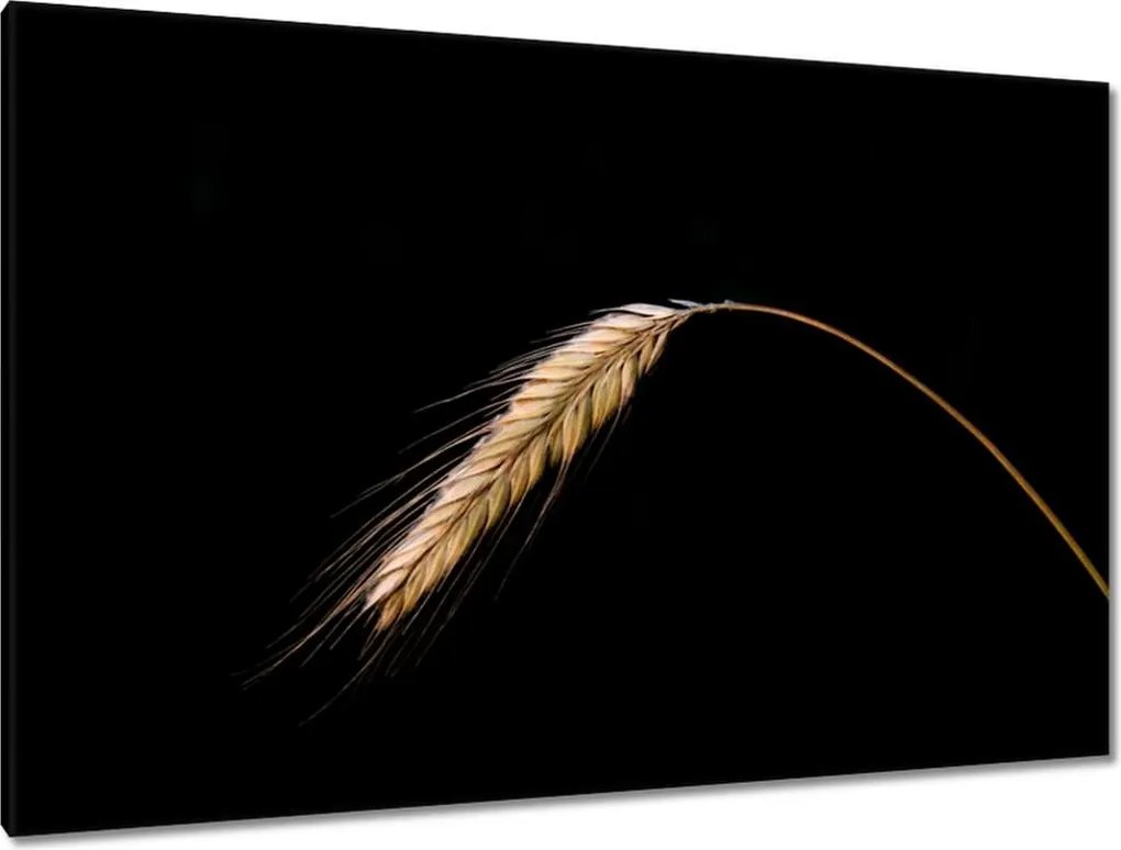 Vászonkép 120x80 Kalász rozs gabona arany