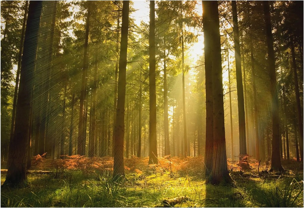 Dekoratív fotótapéta falra Könnyű összeszerelés Erdei reggel 152x104 Ragasztó