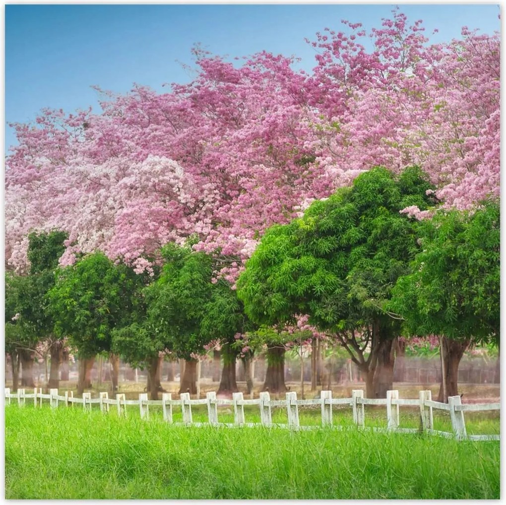 Poszterek 30x30 Cseresznyés tájkép