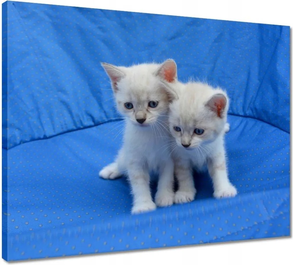 Vászonkép 50x40 Vidám kiscicák Kiscicák