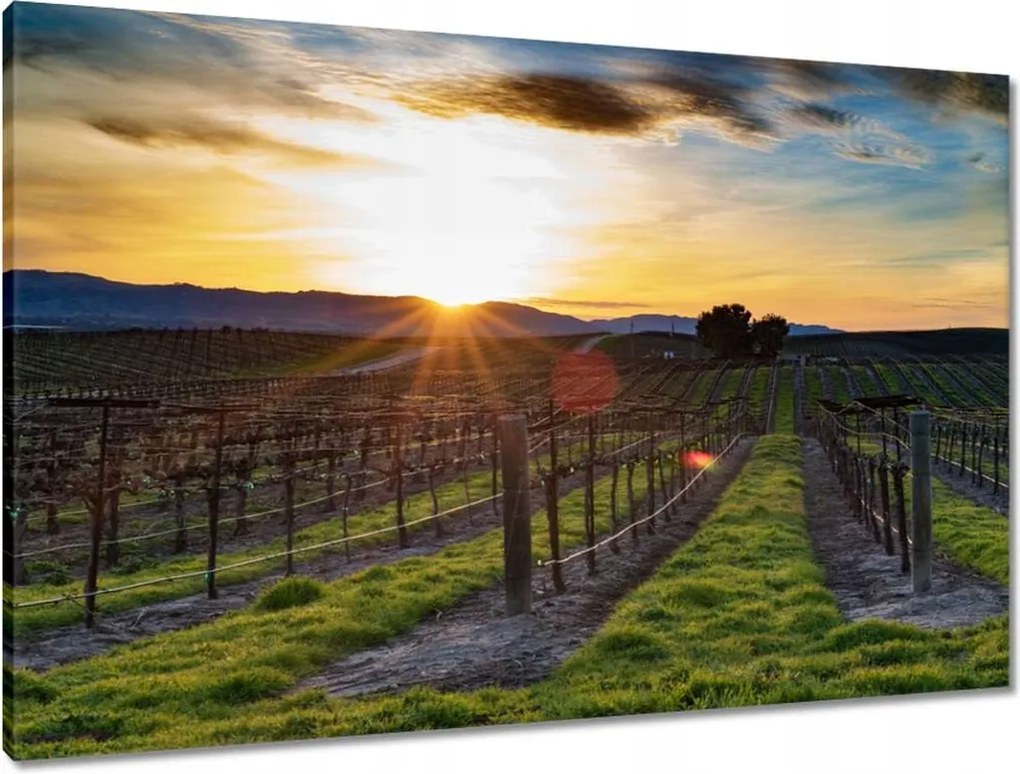 Vászonkép 90x60 Szőlőbirtok Tájkép