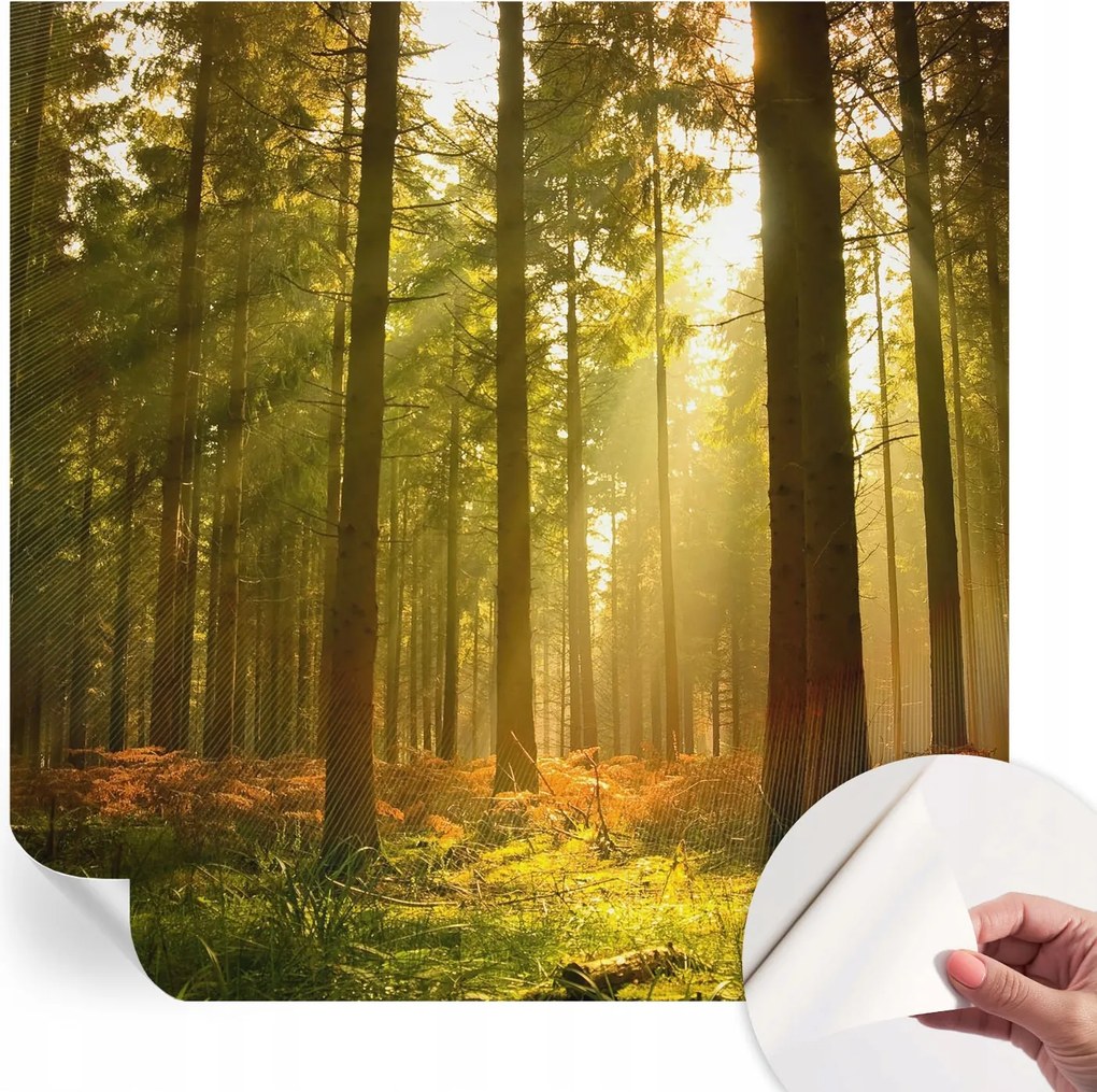 Öntapadós Dekoratív Fotótapéta Hálószobába Erdei reggel 250x250 cm