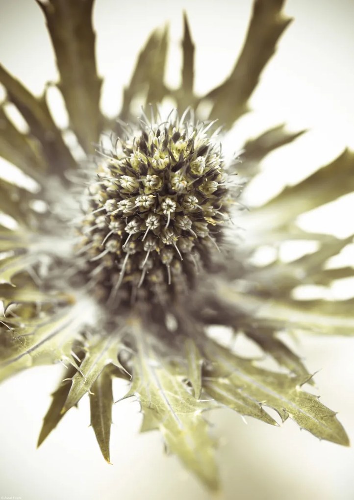 Poszter 29,7x42cm Közelkép bogáncsvirághoz, Assaf Frank