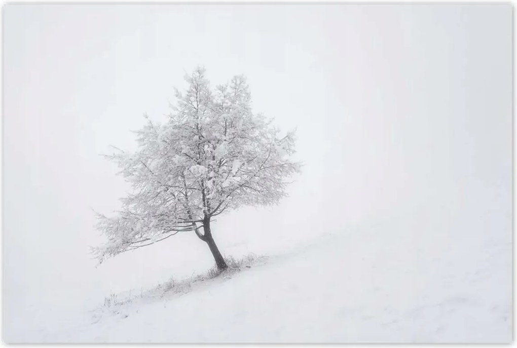 Poszterek 120x80 Fa Fák Kilátás